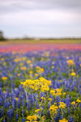 Wildflowers in full bloom during spring in Texas