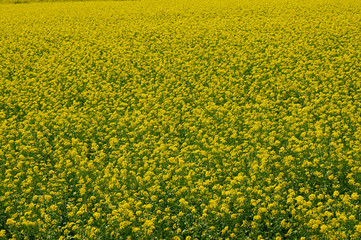 Beautiful rapeseed field in northern Europe.