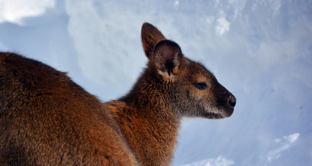 In winter wallaby is any animal belonging to the family Macropodidae that is smaller than a...