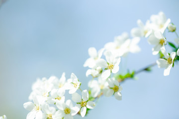 Fototapeta na wymiar Cerasus besseyi L.H.Bailey Lunell white small flowers on branches. Dwarf cherry blossoms in spring. The background for spring screensaver. Spring time concept.