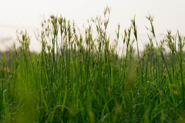 Flower green grass at eye level captured during morning golden hour