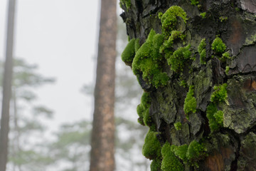 Close up of moss growing on the bark of pine tree