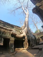 tree roots growing out of ancient temple ruins of angkor wat door, famous, heritage landmark in cambodia, tomb raider