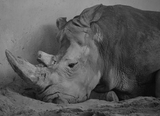 The white rhinoceros or square-lipped rhinoceros is the largest extant species of rhinoceros.  It has a wide mouth used for grazing and is the most social of all rhino species © Daniel Meunier