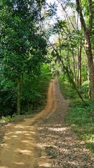 Fototapeta na wymiar Way through the jungle of Koh Mook