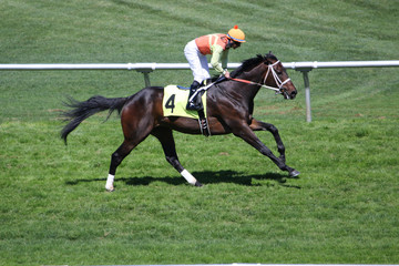 Horse Racing Action At The Track 