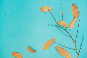 Dry leaves on a blue background
