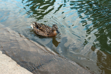lonely duck swims in an artificial river.