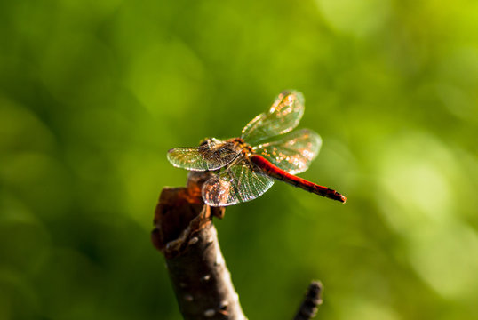 赤とんぼ の画像 8 819 件の Stock 写真 ベクターおよびビデオ Adobe Stock