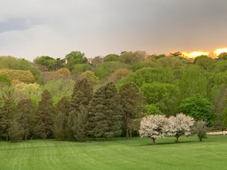 tree in field