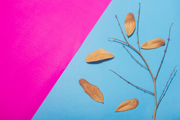 Dry leaves on a pink and blue background