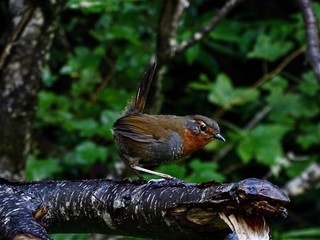Scelorchilus rubecula (chucao)