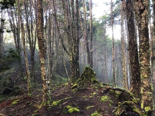 Bosque con bruma