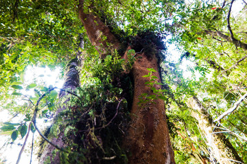 Fototapeta premium árbol