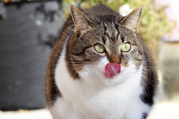 Eine niedliche kleine dicke Katze leckt sich mit der Zunge die Nase ab