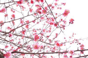 twig of blooming plum tree with pink flowers