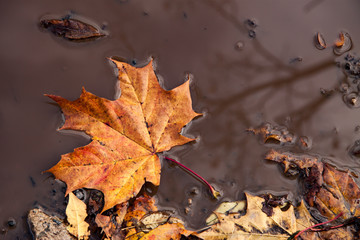 colorful maple leaf in a puddle