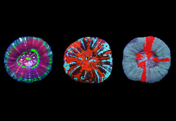 Scolymia wellsii LPS coral on black background