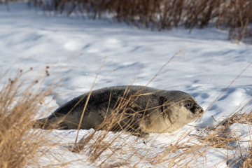 Harp seal laying on a bank of a beach that is covered in fresh white snow. There's tall grass in front of the animal and shrubs in the background. The fur is dark grey on the animal's back.