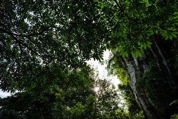 Fototapeta na wymiar Large fresh leaves with sun shinning through & around them in a forest