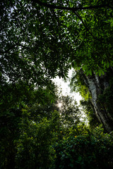 Large fresh leaves with sun shinning through & around them in a forest