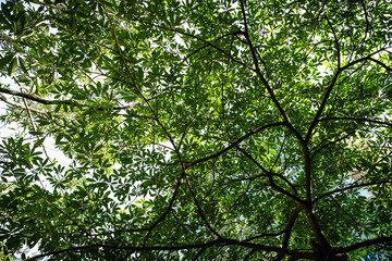 Large fresh leaves with sun shinning through & around them in a forest