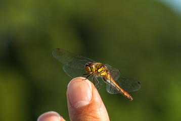 撮影者の指に止まった赤とんぼアキアカネ
