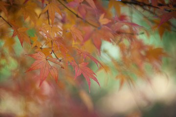 Color Changing Red Maple Leaves