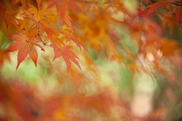 Color Changing Red Maple Leaves
