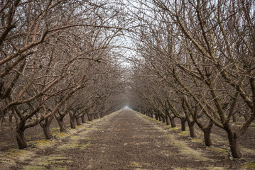 Orchard with trees in a row
