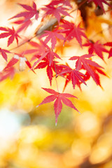 Fototapeta na wymiar Color Changing Red Maple Leaves
