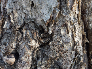 Texture of tree bark closeup