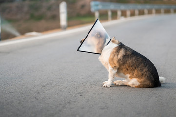 Dog wearing collar neck in the shape of a cone, elizabethan collar (also known as a buster collar)