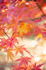 Fototapeta na wymiar Color Changing Red Maple Leaves