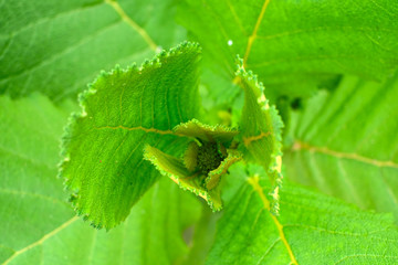 Fresh green spring leaves with bud in the center.