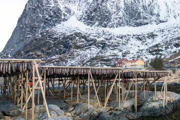 Dried cod fish on racks in Reine, Lofoten in Norway during winter time. Reinebringen in the background with yellow and red house. Food preservation and culture concept.
