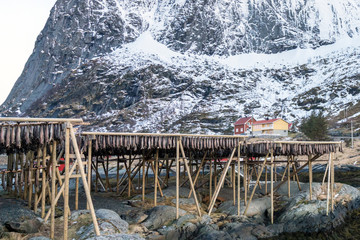 Dried cod fish on racks in Reine, Lofoten in Norway during winter time. Reinebringen in the...