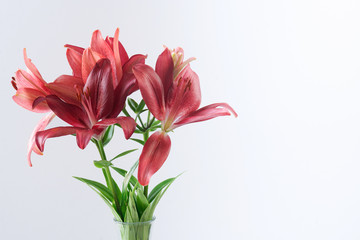 Red Asiatic Lilies against a White Background with Copy Space