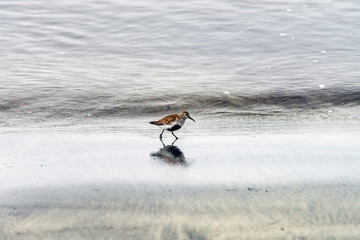 Closeup bird shot of a Dunlin on the beach in Iceland. Traveling and wildlife concept.