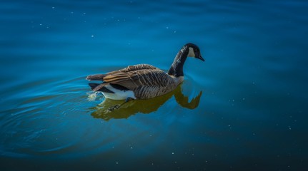 bird goose aquatic lake nature animal wildlife blue swimming swim bird river peak reflection © Alberto GV PHOTOGRAP