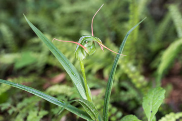 A wild greenhood, pterostylis, orchid flowering on the forest floor in the Tongariro National Park, New Zealand.
