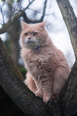 Naklejka na ściany i meble Big ginger cat. Pet enjoys nature. Domestic ginger cat playing outdoors. Concept of happy animals life.