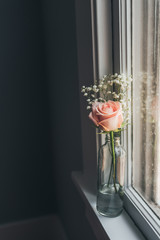 Pink Rose by Window
