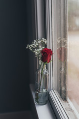 Red Rose by Window