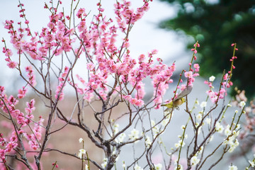 古都奈良の風景　梅　 Country scenery plum tree Nara Japan