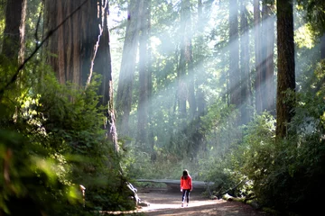 Foto op Plexiglas Light Sunlight through redwood trees on a path in the redwood forest in big basin © PIERRE JEAN C
