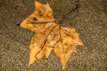 Wet leaf on the sand ,in the beach