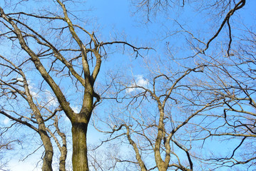 青空と木の枝