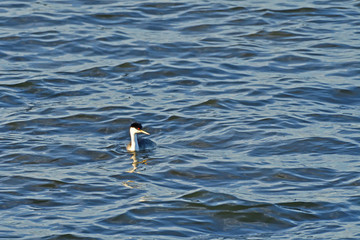 Common Loon