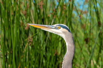 A Great Blue Heron (Ardea herodias) stands on the shore of Lake El Estero, in Monterey, California, near Dennis the Menace playground, with green reeds in the background.
